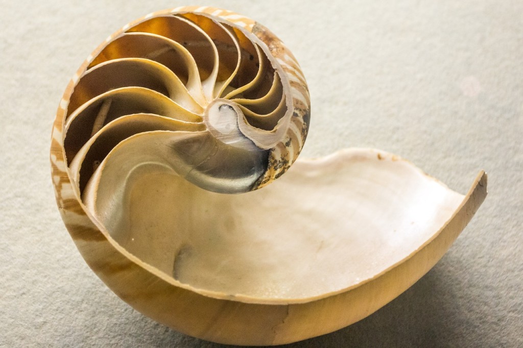 museum, shell, animal world-3960789.jpg