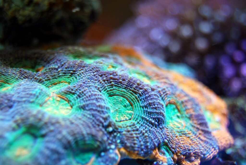 coral, reef, sea-2582513.jpg